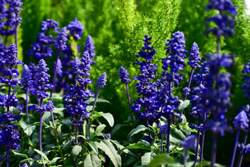 Close-up of the Salvia, purple flowers in the garden with sunlight.  Blue and purple salvia in bloom. Flower and nature background. Flower and plant.
