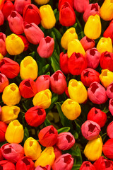 Fototapeta na wymiar Close-up of the colorful artificial tulips flowers. Colorful artificial tulips background. Flowers background. Flower and plant.