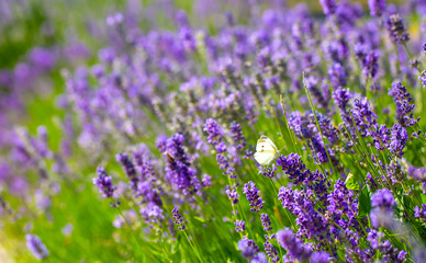 Butterflies on spring lavender flowers under sunlight. Beautiful landscape of nature with a panoramic view. Hi spring. long banner