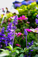 Close-up of the Salvia, purple flowers in the garden with sunlight.  Blue and purple salvia in bloom. Flower and nature background. Flower and plant.