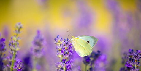 Butterflies on spring lavender flowers under sunlight. Beautiful landscape of nature with a panoramic view. Hi spring. long banner