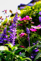Close-up of the Salvia, purple flowers in the garden with sunlight.  Blue and purple salvia in...