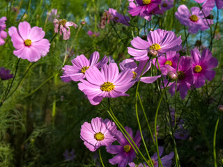 Obraz na płótnie Canvas pink cosmos flowers in garden