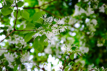 Close-up of Chionanthus retusus (Chinese Fringe Tree) with sunlight. Flower and plant. Nature...
