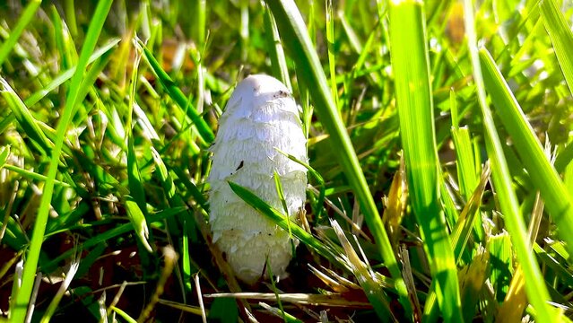 Ink cap mushroom. The coprinus mushroom grows in a green meadow. Coprinus mushroom with a bell-shaped conical cap with scales