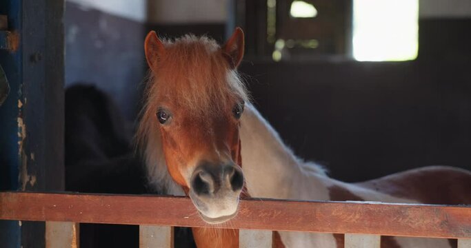 Pony horse, stable and farm at gate for growth, development or training for health in countryside. Equine animal, pet and ranch with sustainability, environment and wellness with agriculture in Texas
