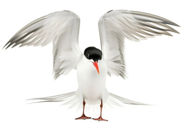 Tern isolated on transparent background