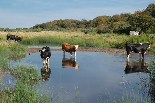 cows in water of fen in dunes at Kwade Hoek, Netherlands