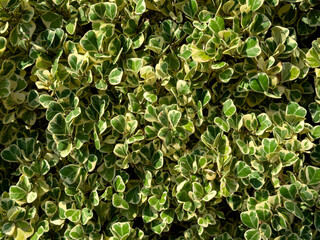 Green and white leaf of Araliaceae or Polyscias sp in the garden for background.