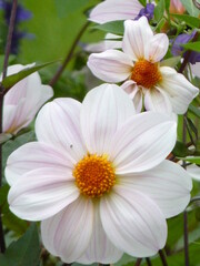 Fleurs blanches au printemps