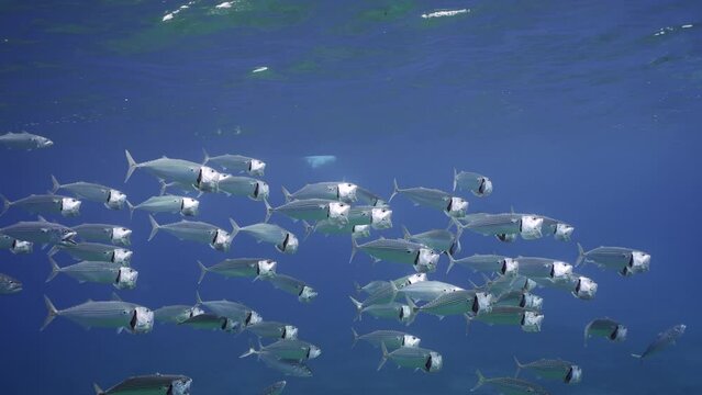 Large school of Striped mackerel or Indian mackerel (Rastrelliger kanagurta) swims with open mouths and eating filtering for plankton of blue water, Slow motion