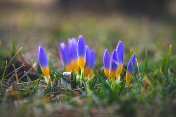 Blue-yellow crocuses sprout from the green meadow as the first signs of spring. Finally spring
