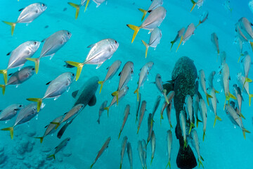 Fototapeta na wymiar Scuba Diving West Palm Beach and Jupiter Florida. Underwater pictures. 