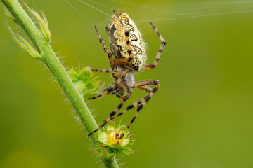 Pająk, Kołyśnik wielobarwny