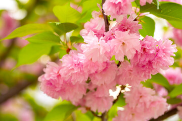 Sakura. Cherry blossom, branches with flowers sway in the wind. Pink flowers of the sakura tree. Spring landscape with flowering trees. Beautiful nature on a sunny day.