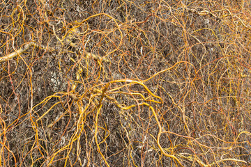 Part of a bare crown willow tree , beautifully illuminated by sunlight. Long willow tree branches without leaves. Natural background