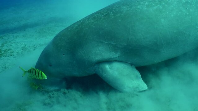 Top view on Se Cow or Dugong (Dugong dugon) eating Smooth ribbon seagrass (Cymodoce rotundata) on seagrass meadow raising clouds of silt around, Slow motion