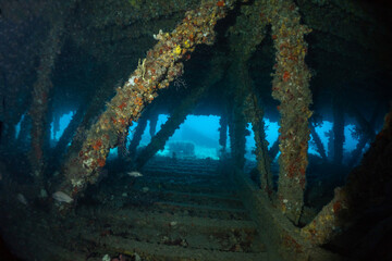 Scuba Diving West Palm Beach and Jupiter Florida.
Underwater pictures. 