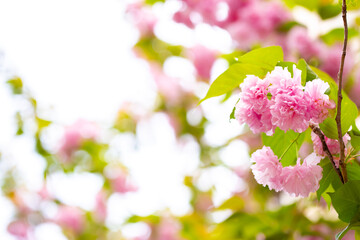Sakura. Cherry blossom, branches with flowers sway in the wind. Pink flowers of the sakura tree. Spring landscape with flowering trees. Beautiful nature on a sunny day.