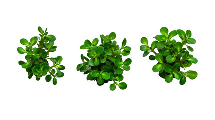 Purslane Botanical Collection: Organic Edible Plant Leaves for Healthy Vegan Cuisine - Green Nature Illustrations Isolated on Transparent Backgrounds