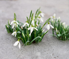 Snowdrops and snow. - 745935725