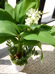 Un brin de muguet pour le 1er mai