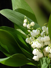 Un brin de muguet pour le 1er mai