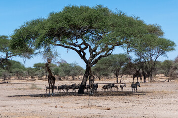 Fototapeta na wymiar Tarangire, Tanzania, October 23, 2023. Wildebeest, giraffes and zebra in the shade of a tree