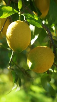 ripe lemons hanging on a tree branch vertical video. fresh yellow ripe lemons in Italian garden. citrus fruits orchard. fruit crops, healthy food, agriculture