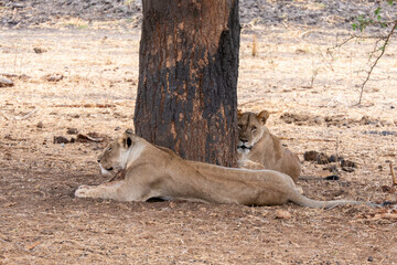 Tarangire, Tanzania, October 24, 2023. Two lionesses in the shade of a tree