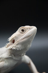 White Bearded Dragon