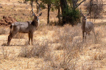 Tarangire, Tanzania, October 24, 2023. Waterbuck couple in the savannah