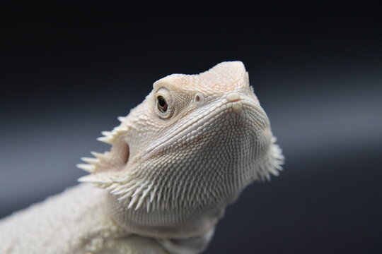 White Bearded Dragon