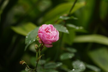 Close-up of roses blooming in the garden