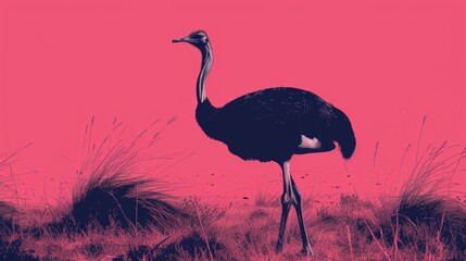 An ostrich standing in a grassy field against a vibrant pink background - obrazy, fototapety, plakaty
