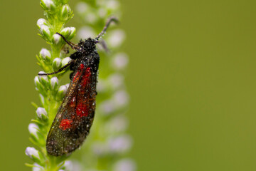 Motyl © patrycjaskupinska