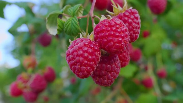 Panorama of a ripe juicy raspberries on the branch on the background of a blue sky. High quality 4k footage