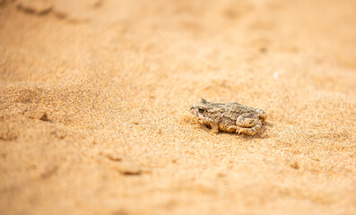 The frog sits on the sand on the shore of the lake. Beautiful wildlife landscape with place for text. The concept of protecting wildlife and ecology.