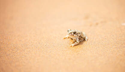 The frog sits on the sand on the shore of the lake. Beautiful wildlife landscape with place for text. The concept of protecting wildlife and ecology.