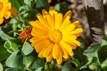 Margarita, flor de jardín