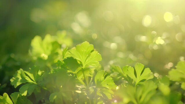 Fresh green grass with dew, leaves, and herbs. 4k video animation