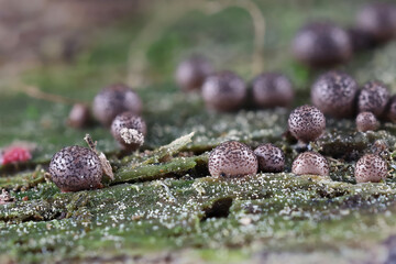 Lycogala roseosporum, a species of wolf's milk slime mold from Finland