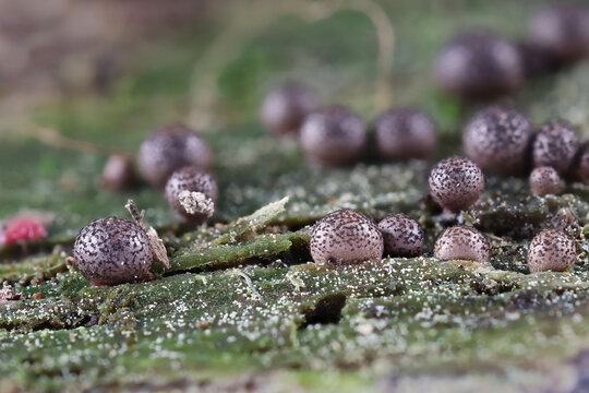 Lycogala roseosporum, a species of wolf's milk slime mold from Finland