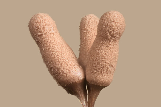 Arcyria cinerea grown in moist chamber, slime mold from Finland, no common English name
