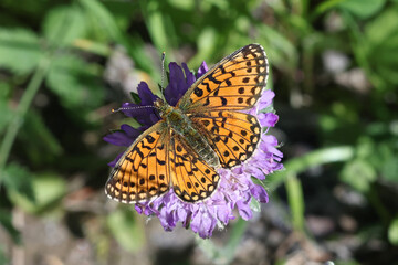 Boloria selene, known as the small pearl-bordered fritillary or silver-bordered fritillary feeding on Field Scabious