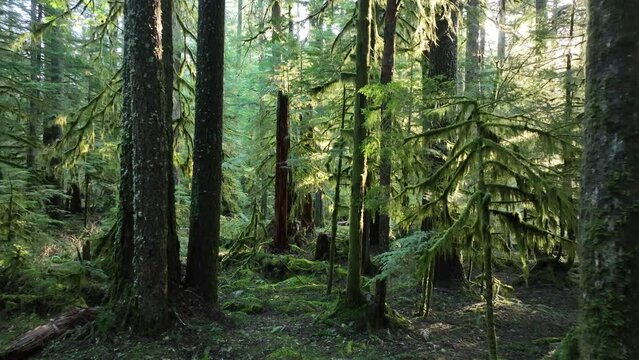 A green, mossy, Pacific Northwest forest thrives in Washington State not far from Mount St. Helens. This lush, temperate region is known for its beautiful natural resources.