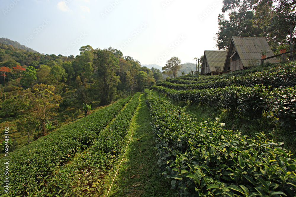 Wall mural close-up of growth green tea leaf in the organic tea farm, tea plantation background. closeup fresh 