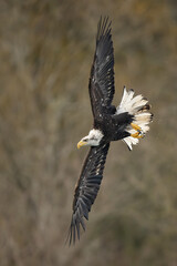Bald eagle diving flight