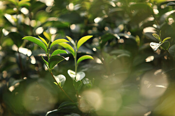 Close-up of growth green tea leaf in the organic tea farm, tea plantation background. Closeup fresh nature green tea leaves plant, agriculture field