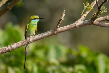 Little Green Bee-eater - Merops orientalis, beautiful colored bee-eater from South Asian forests and bushes, Nagarahole Tiger Reserve, India. - 745948550